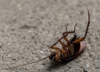 Dératiseur à Rouen : comment choisir l’expert antiparasitaire idéal